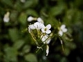 Arabis caucasica IMG_2357 Gęsiówka kaukazka